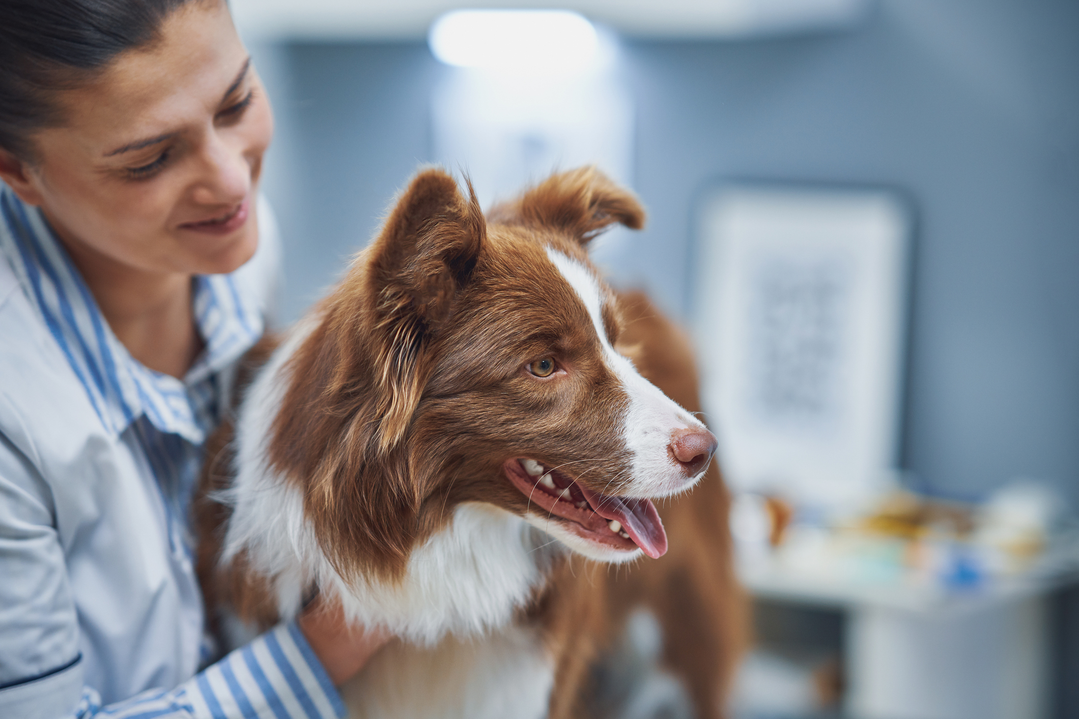 Trust Your Furry Friend's Health to the Experts at This Vet in Plano