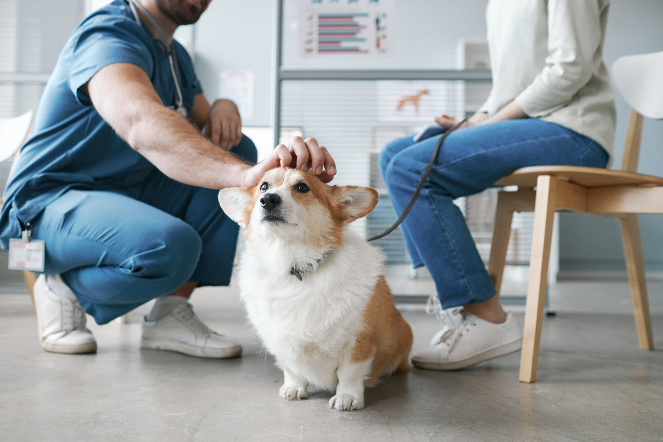 Enjoy Quality Care For Your Pets at This Plano Veterinarian